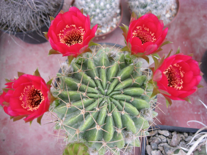 Lobivia sp. - Echinopsis