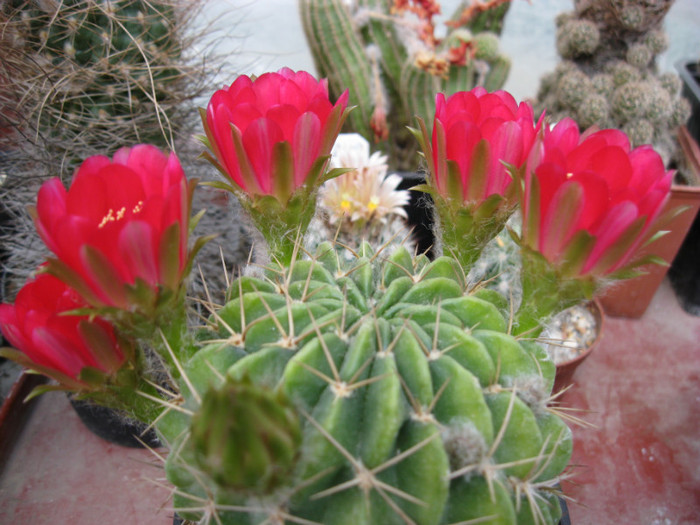 Lobivia sp. - Echinopsis