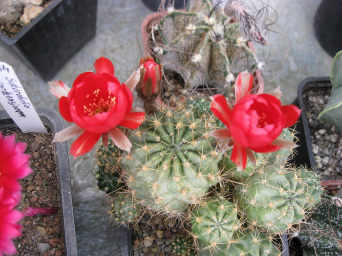 Lobivia sp. - Echinopsis