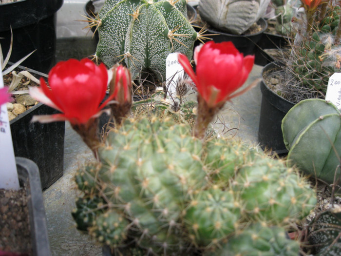 Lobivia sp. - Echinopsis