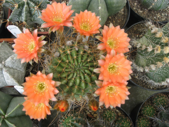 Lobivia pentlandii - Echinopsis