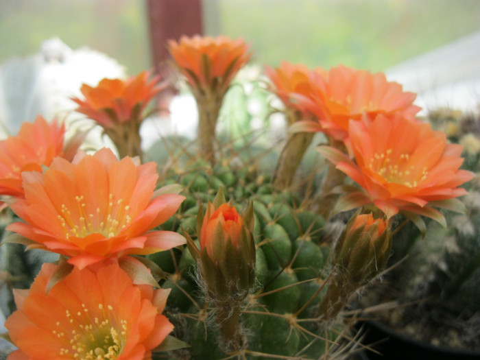 Lobivia pentlandi - Echinopsis