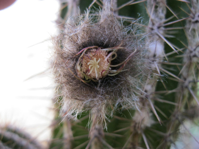 Echinopsis haku-jo - Echinopsis