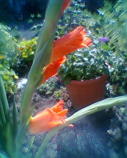 Fotogr.0022 - gladiole