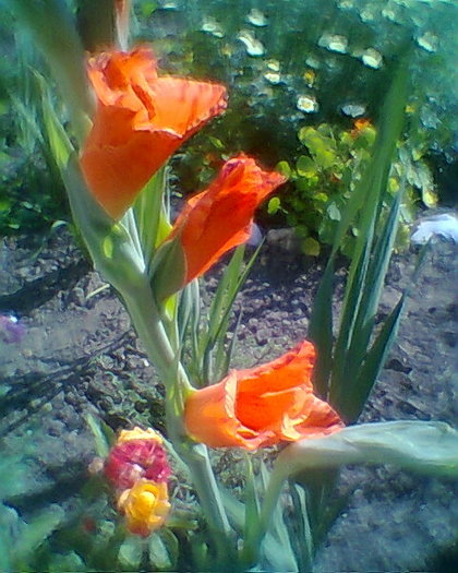 Fotogr.0023 - gladiole