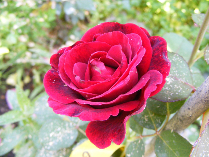Grand Gala; Theahybrid,floare mare,parfum moderat(2 din 5 puncte),h0.7-0,9m
