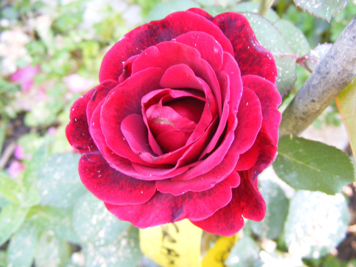 Grand Gala; Theahybrid,floare mare,parfum moderat(2 din 5 puncte),h0.7-0,9m
