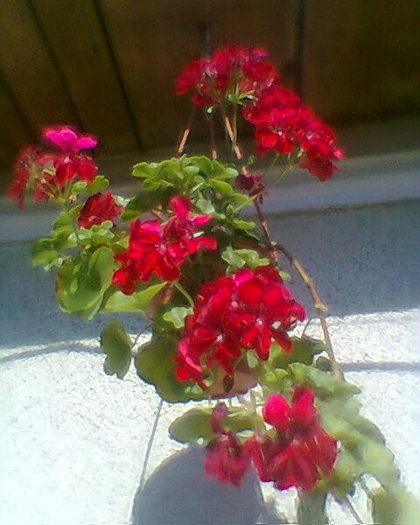 muscata curgatoare