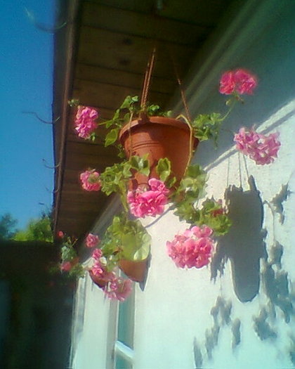 muscata curgatoare roz