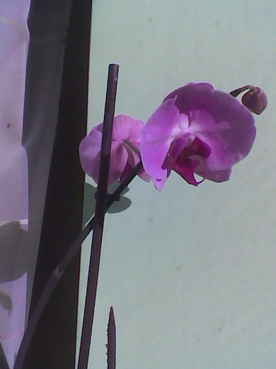 Imag002 - Orhidee 2011