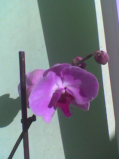 Imag003 - Orhidee 2011