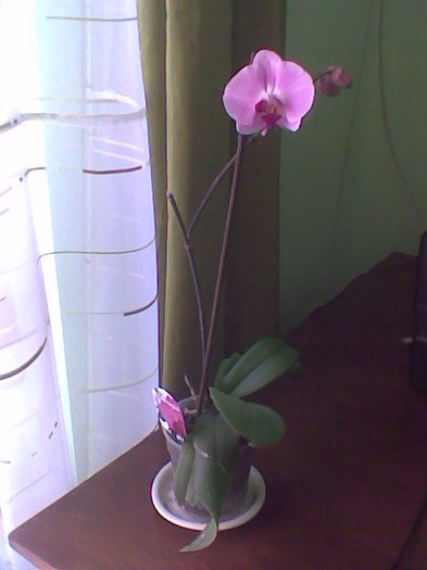 Imag010 - Orhidee 2011