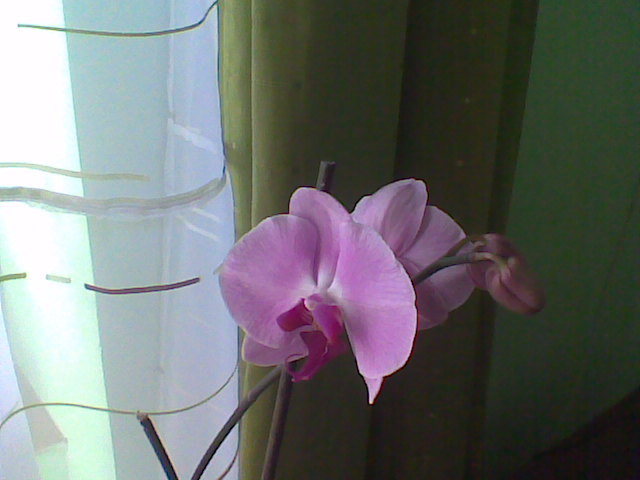 Imag012 - Orhidee 2011
