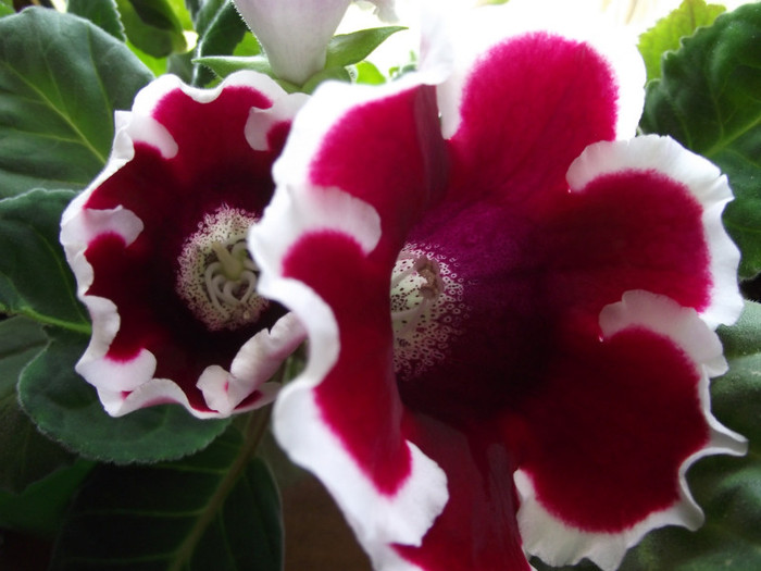 gloxinia