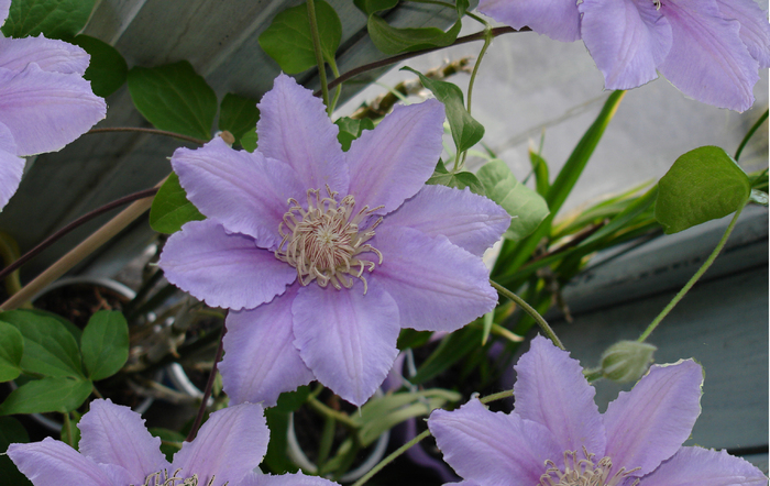 clematis in ghiveci 3mai2007 - Clematis