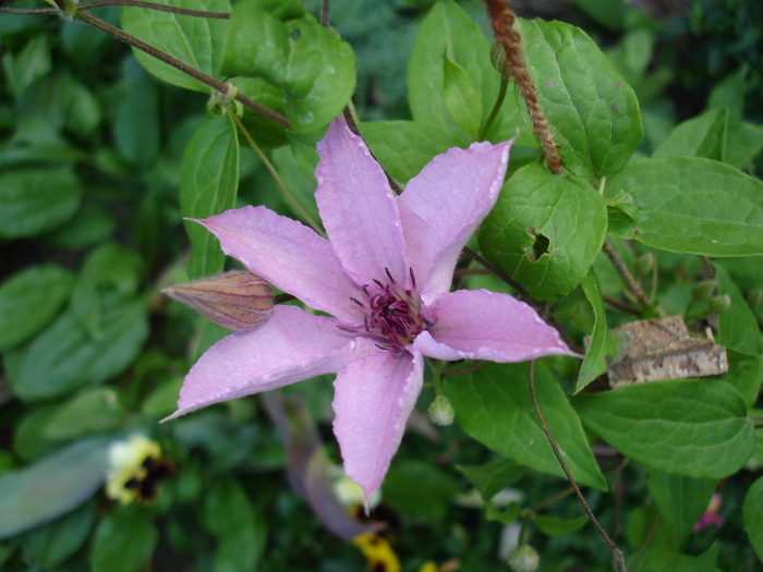 clematis roz 12iunie 2007 - Clematis