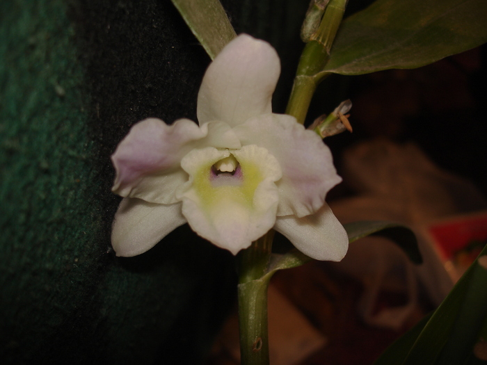denrobium nobilae din mai 2007 - Dendrobium nobile etc