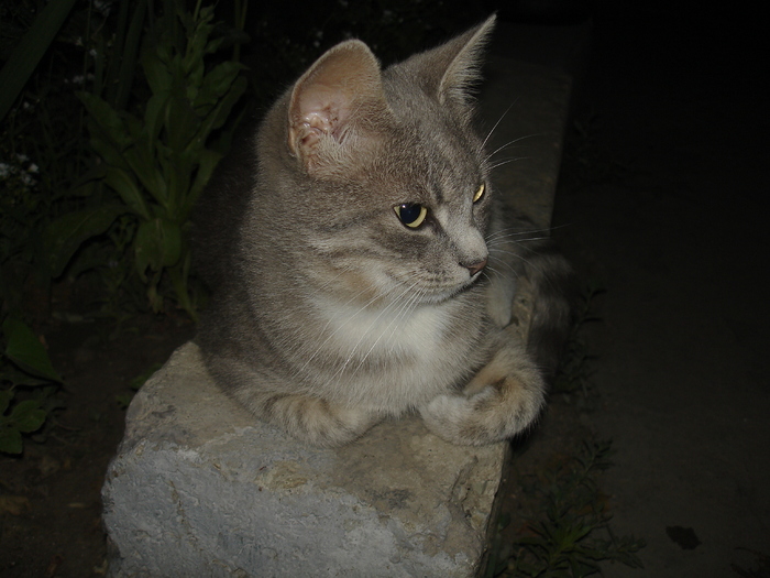 miaus iunie 2007 - MiausBimbi