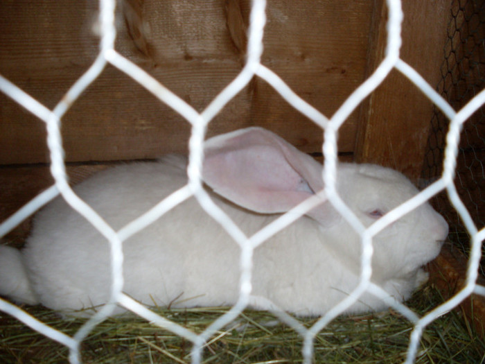 SDC11521