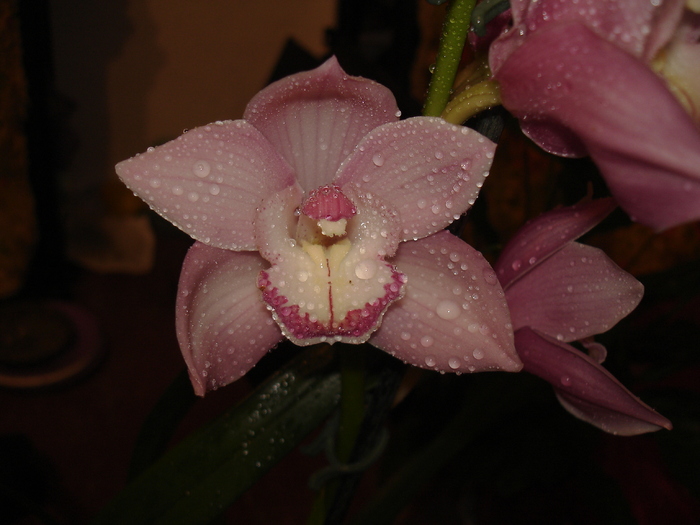 cymbidium martie 2007 - Cymbidium