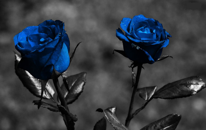 2 trandafiri albastri - TRANDAFIRI