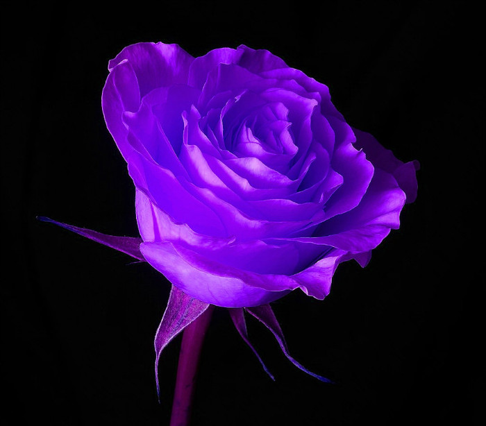 Violet Flower - TRANDAFIRI