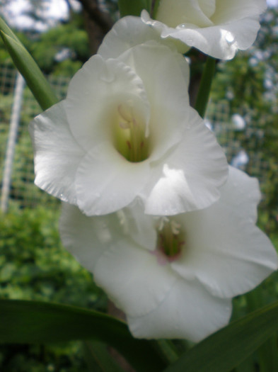 8 - gladiole