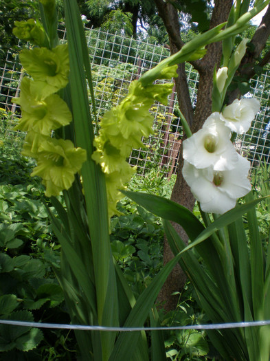 9 - gladiole