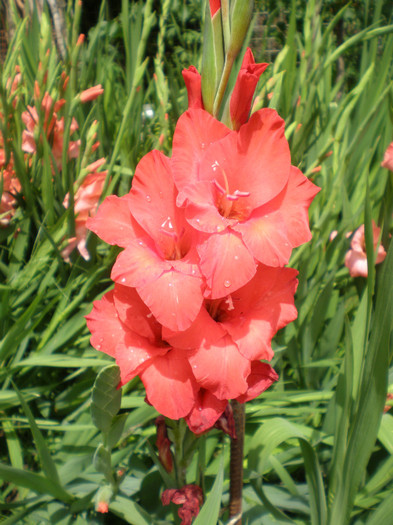 10 - gladiole