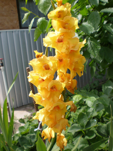 20 - gladiole