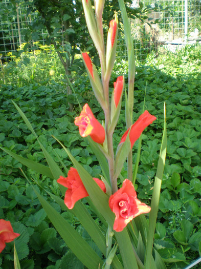 29 - gladiole