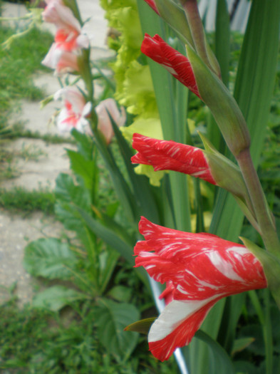 32 - gladiole