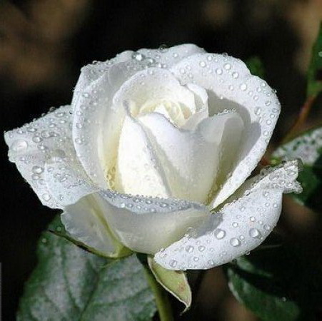 f_whiterose1m_71a9edb - poze