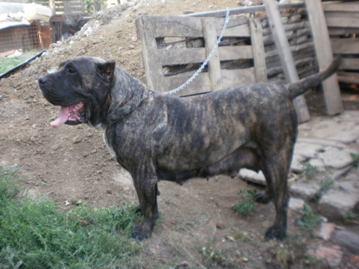 P7070716 - 16 arad 18 06 20011 dogo canario amata