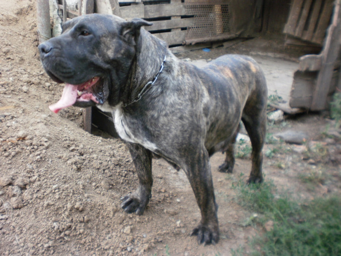 P7070703 - 16 arad 18 06 20011 dogo canario amata