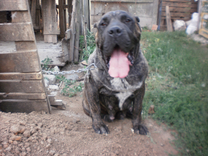 P7070705 - 16 arad 18 06 20011 dogo canario amata