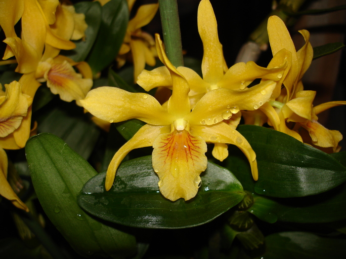 dendrobium nobilae nov 2006 - Dendrobium nobile etc