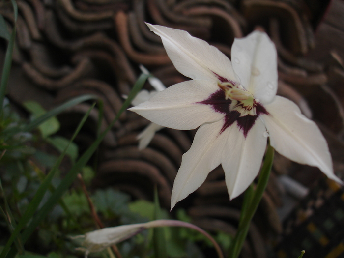 un fel de gladiola din 2007 - flori frumoase
