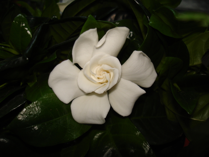 gardenia jasminiodes - flori frumoase