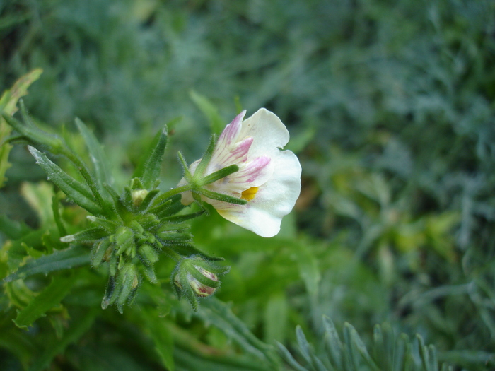 nemesia - Flori anuale