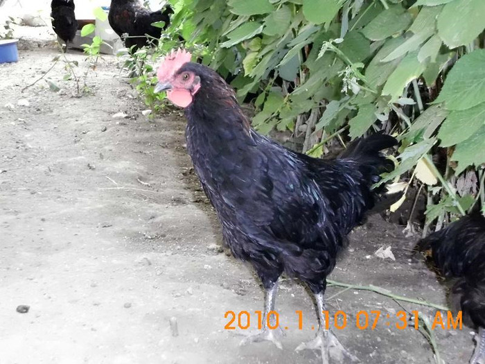 DSCI0406 - Marans negru-aramiu