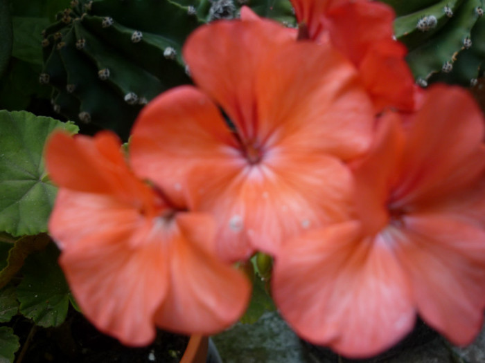 P1000017 - Muscata - Pelargonium