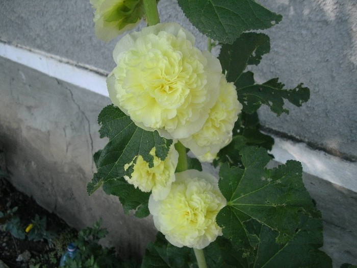 Nalba batuta - Gradina 2011