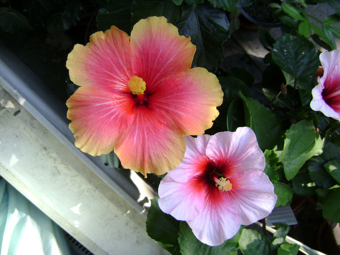 DSC07017 - hibiscus 2011