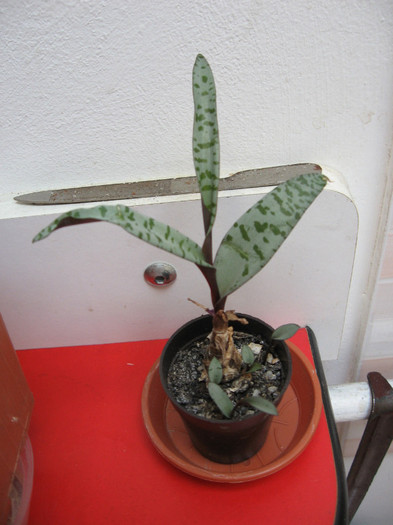 Ledebouria socialis violaceea