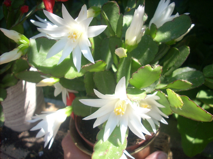 Schlumbergera in iulie