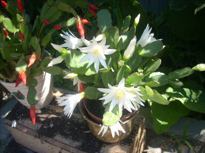 Schlumbergera - Alte plante