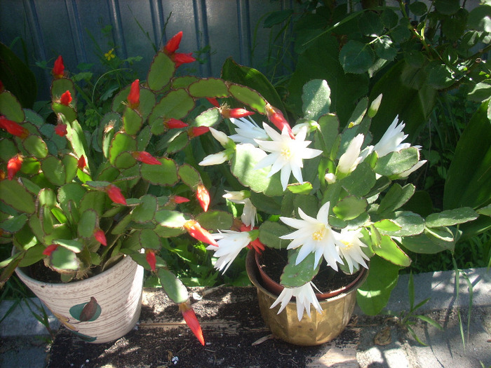 Schlumbergera