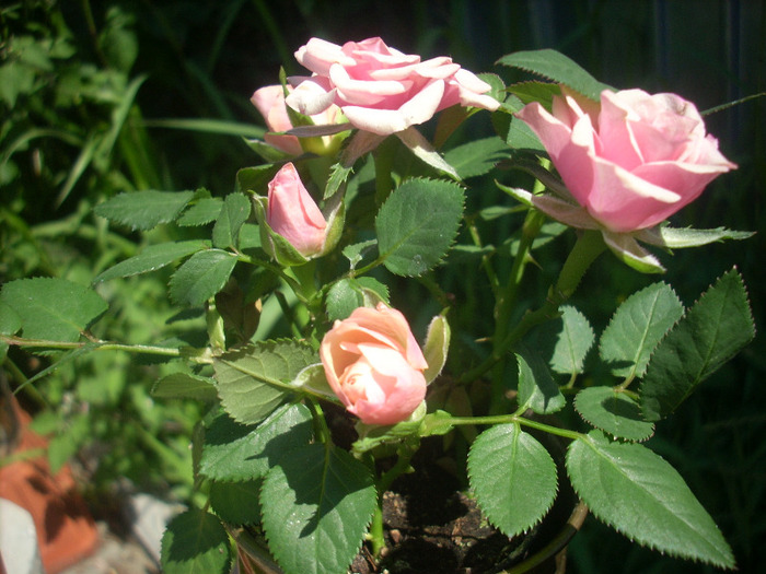 Trandafir pitic - Alte plante