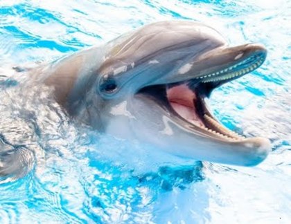 delfin - diverse